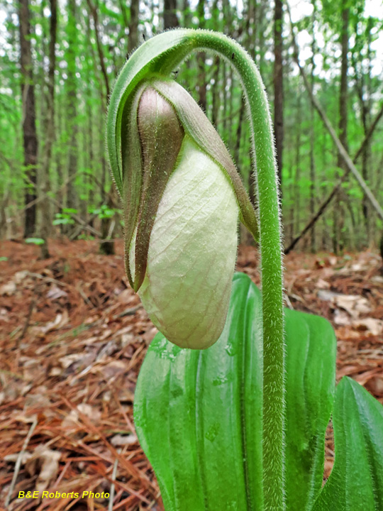 Lady_Slippers