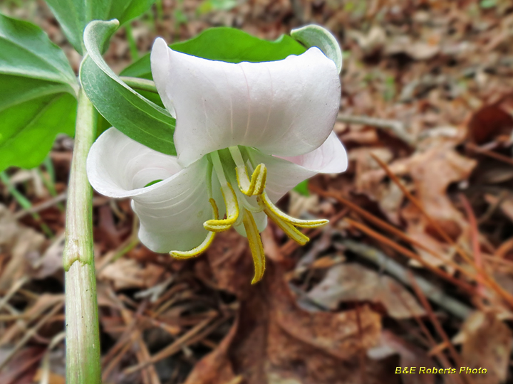 Trillium