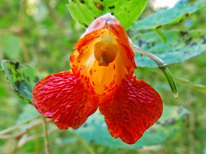 Jewelweed