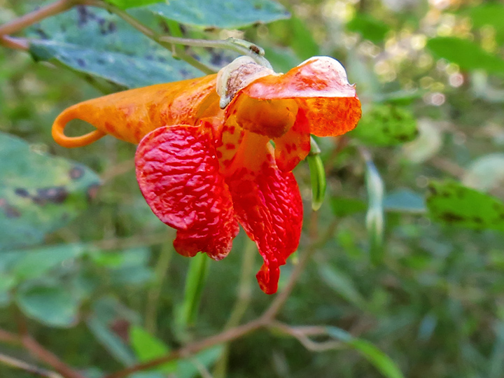 Jewelweed