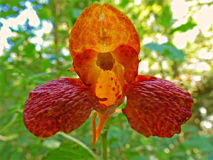 Jewelweed