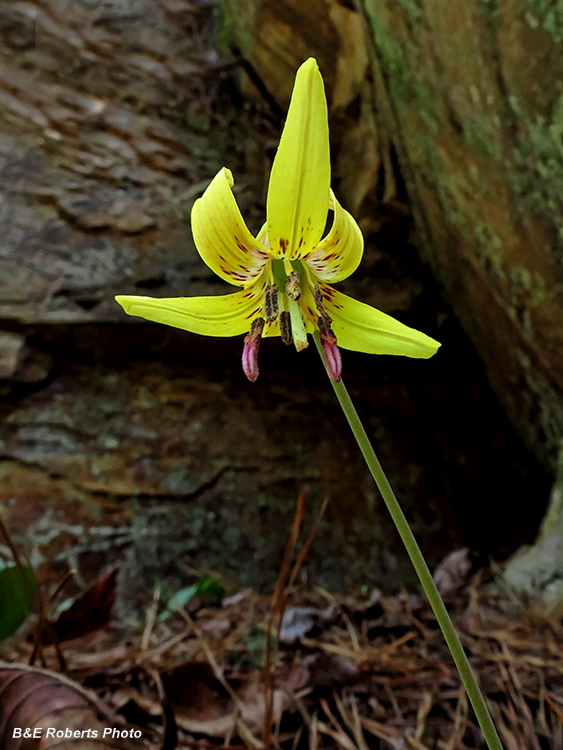 Trout_Lily