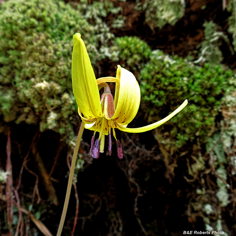 Trout_Lily