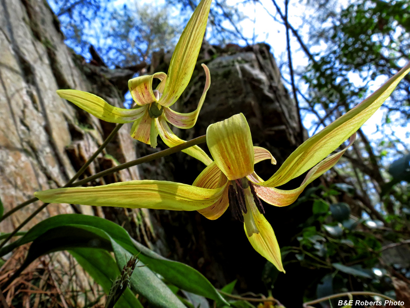 Trout_Lily