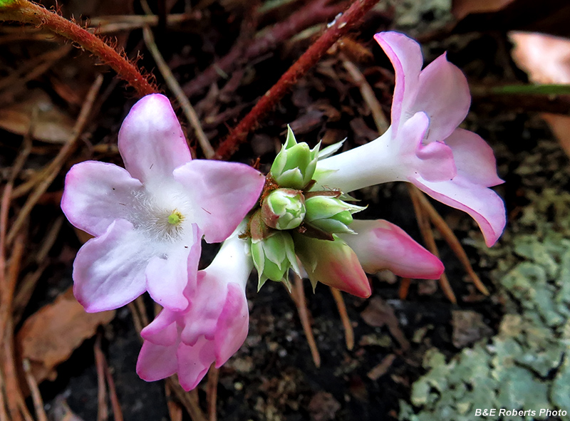 Trailing_Arbutus