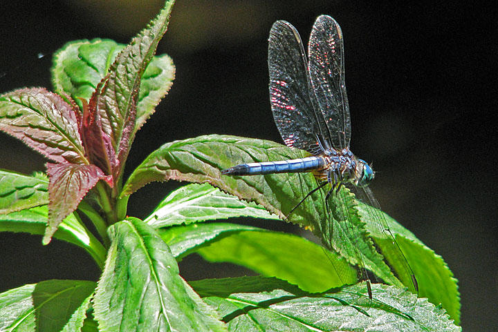 Dragonfly