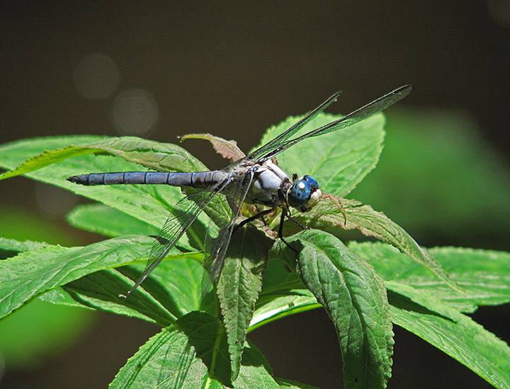 Dragonfly