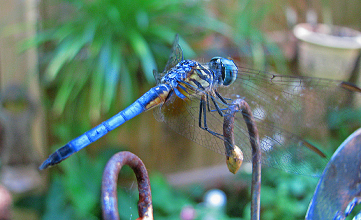 Dragonfly