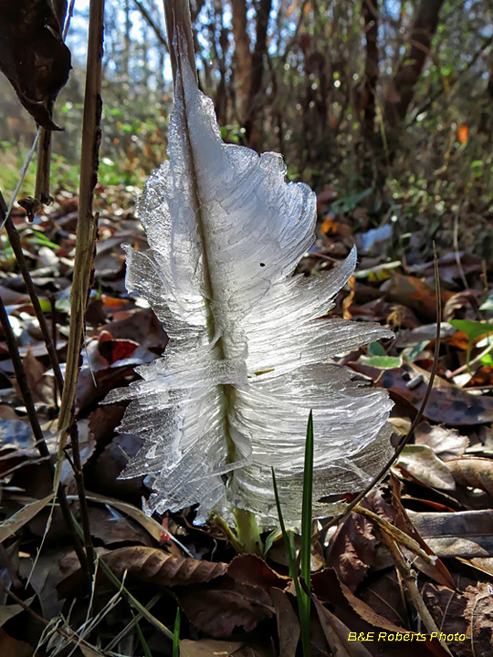 Frostweed