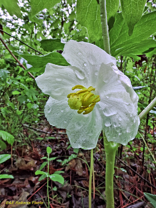 Mayapple