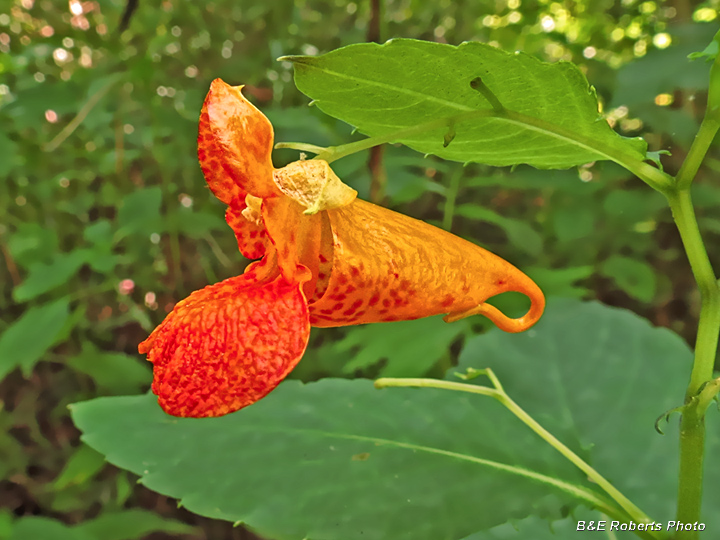 Jewelweed