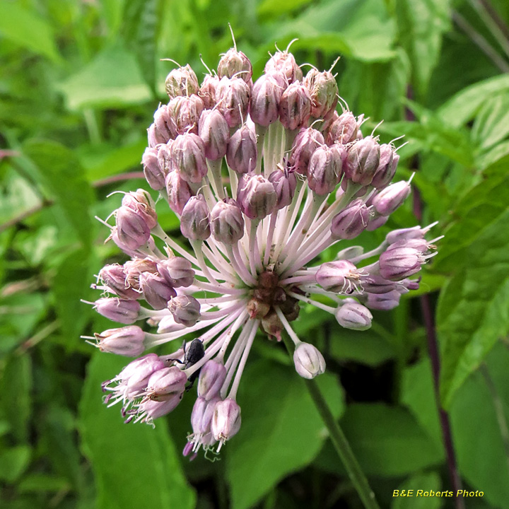 Allium