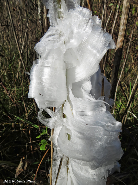 Frostweed