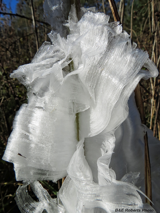 Frostweed