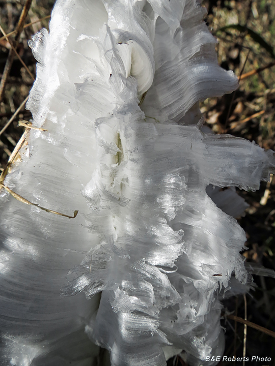 Frostweed