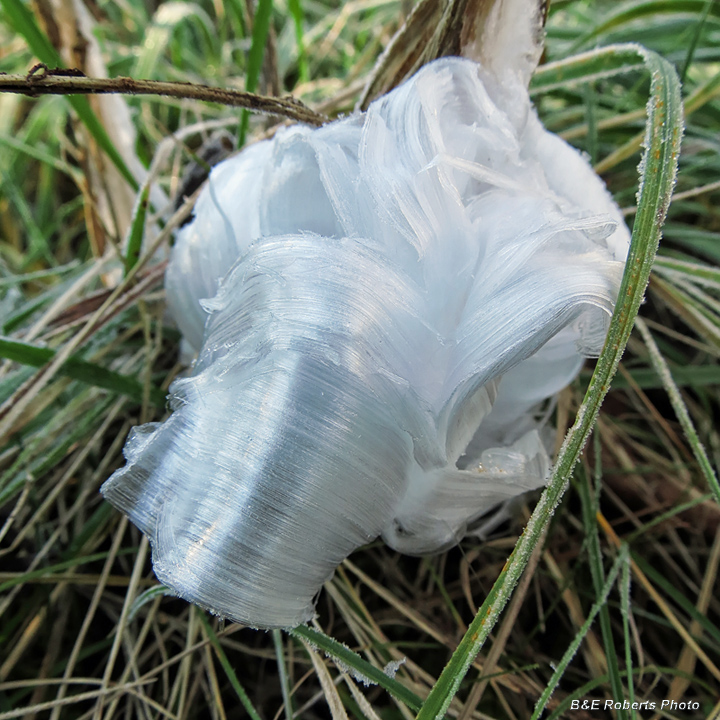 Frostweed