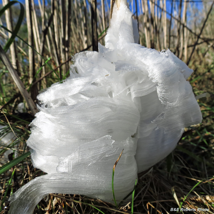 Frostweed