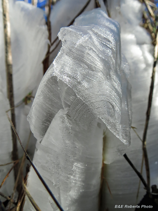 Frostweed