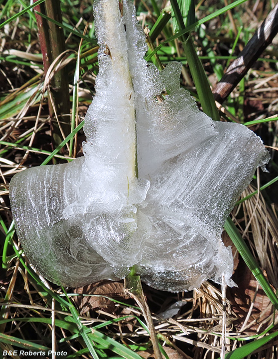 Frostweed