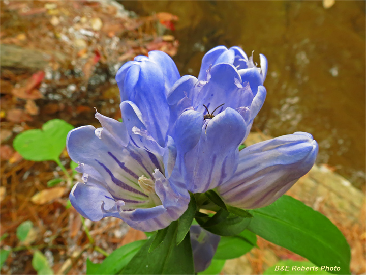 Gentians