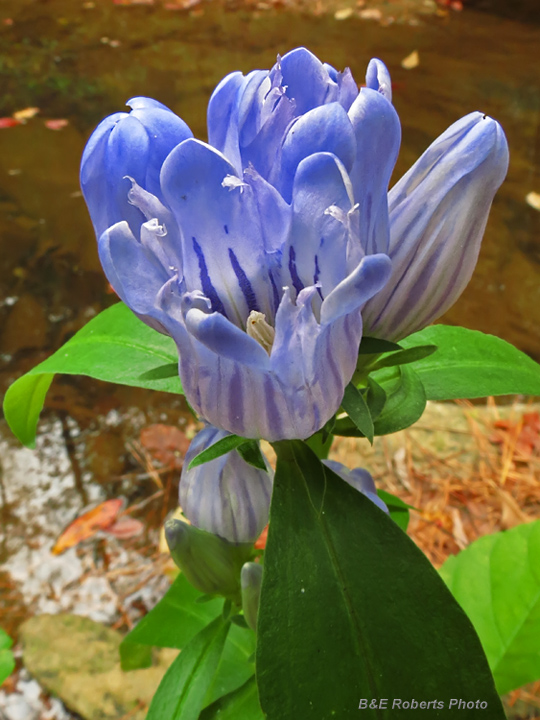 Gentians