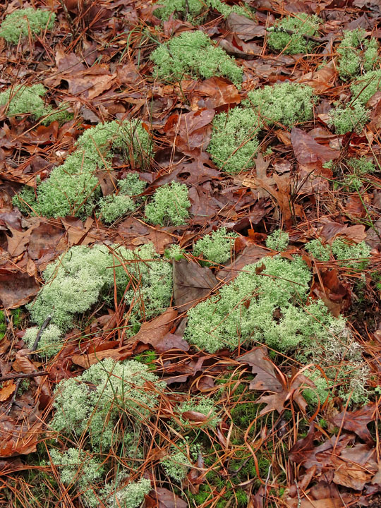 Reindeer_Lichen