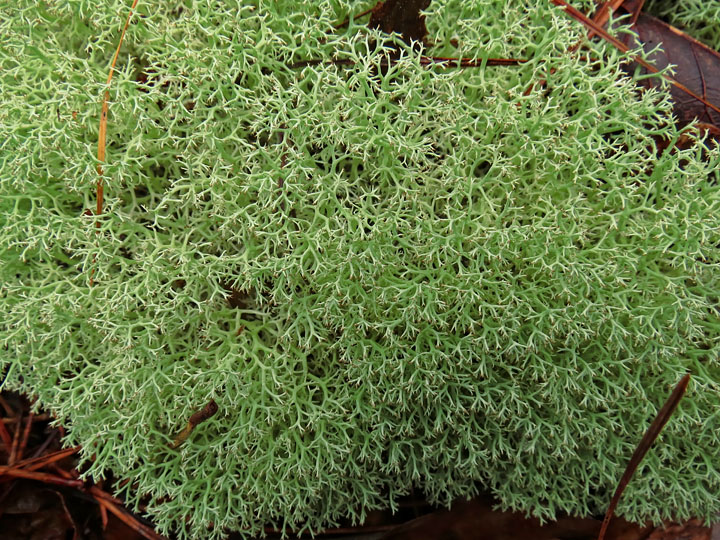 Reindeer_Lichen