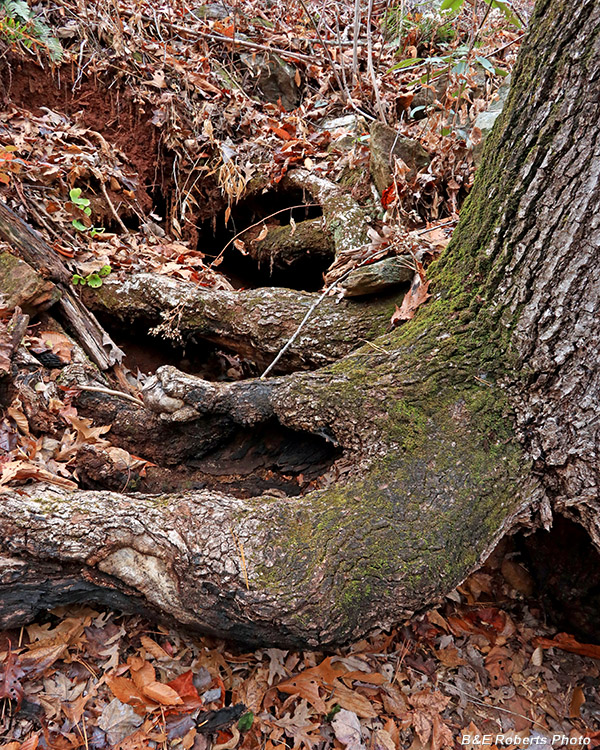 Tree_roots