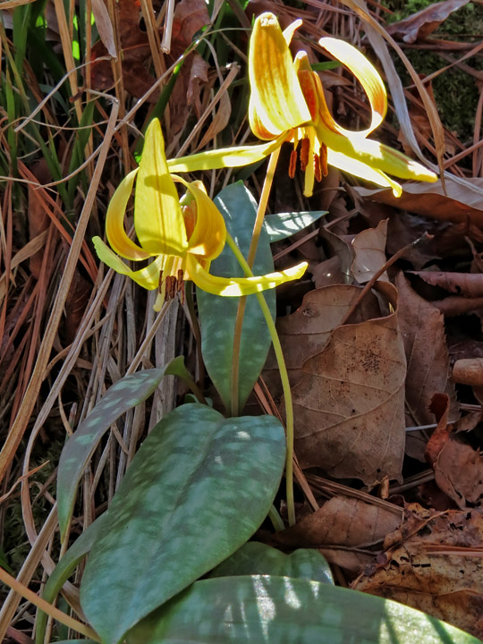 Trout_Lilies