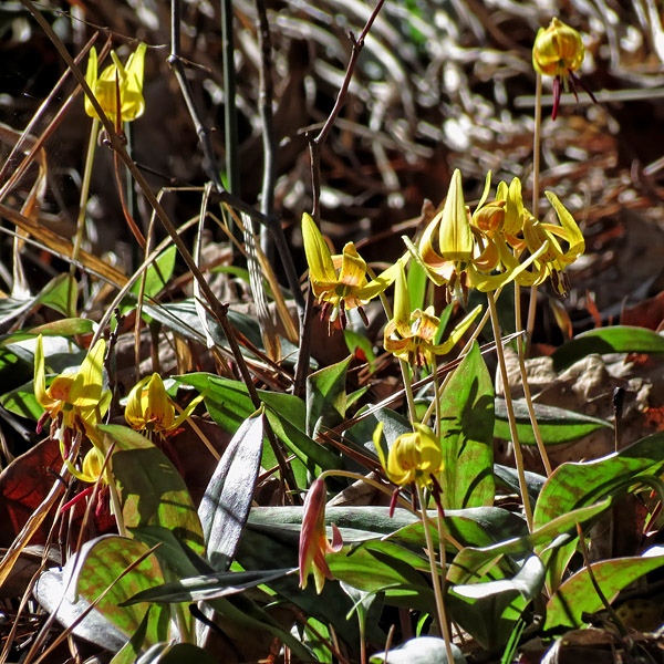 Trout_Lilies