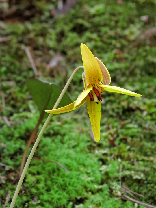 Trout_Lily