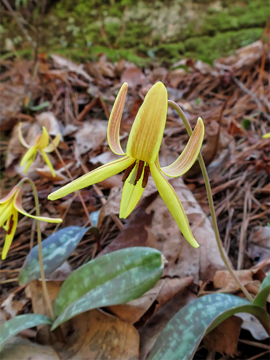 Trout_Lilies