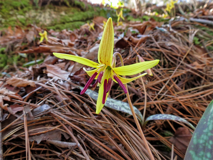 Trout_Lilies