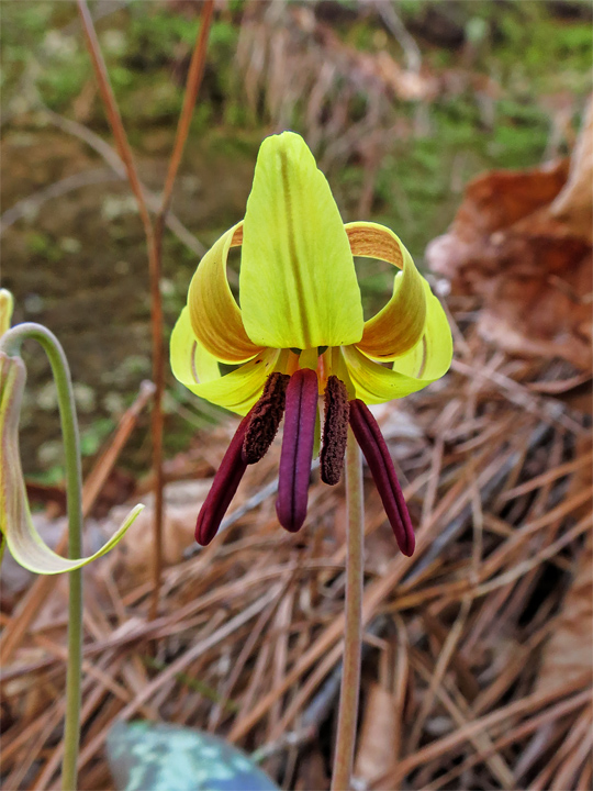 Trout_Lily