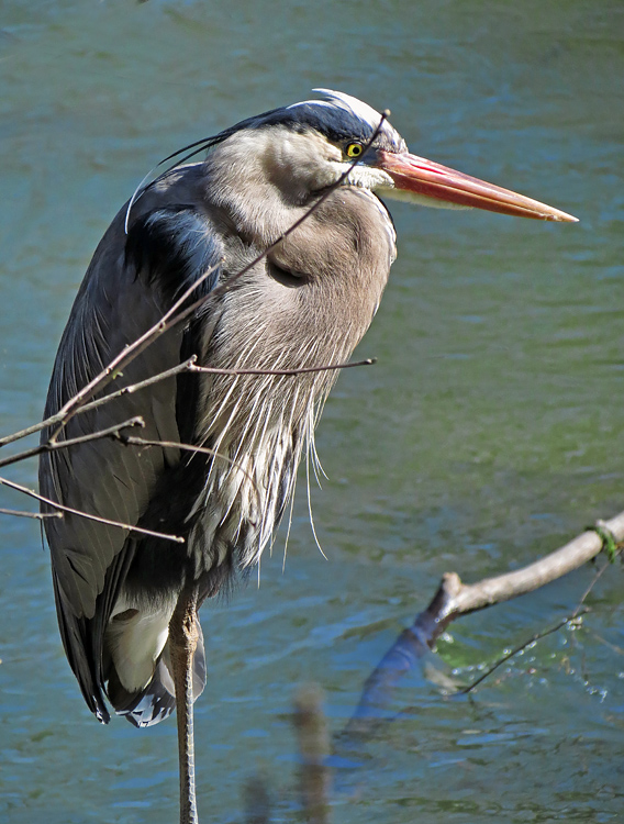 Great_Blue_Heron