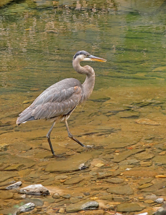 Blue_Heron