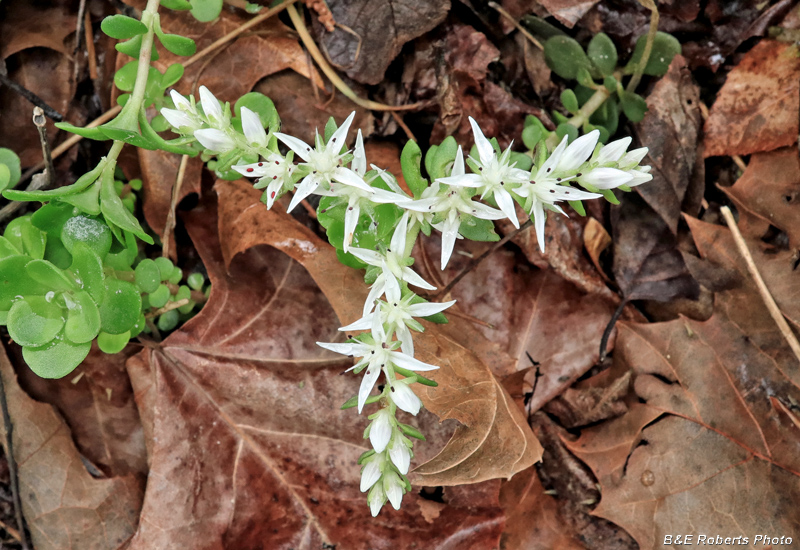 Sedum_ternatum