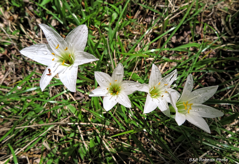 Atamasco_Lilies