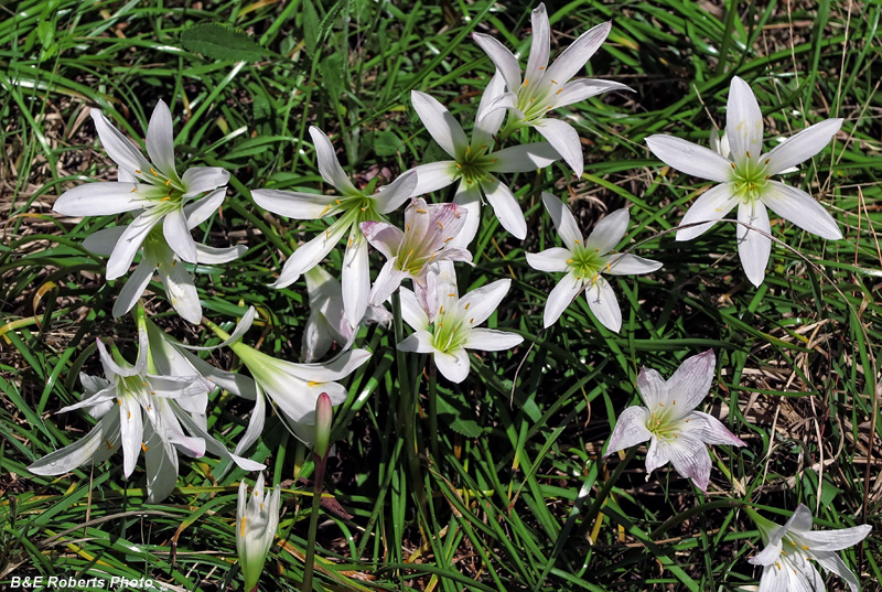 Atamasco_Lilies