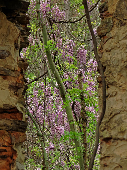 Wisteria_window