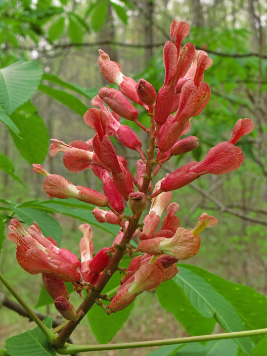 Buckeye_flower