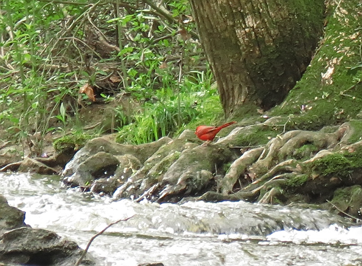 Cardinal