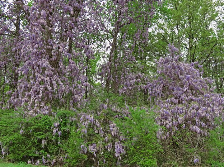 Wisteria