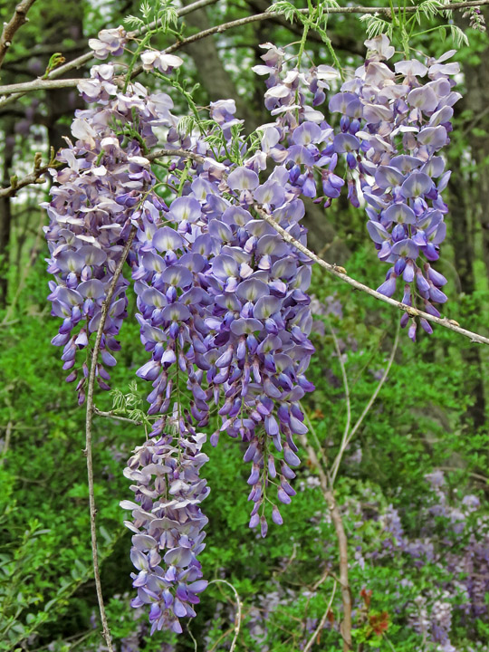 Wisteria