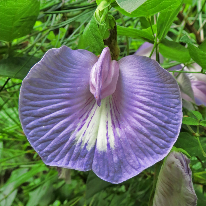 Butterfly_pea