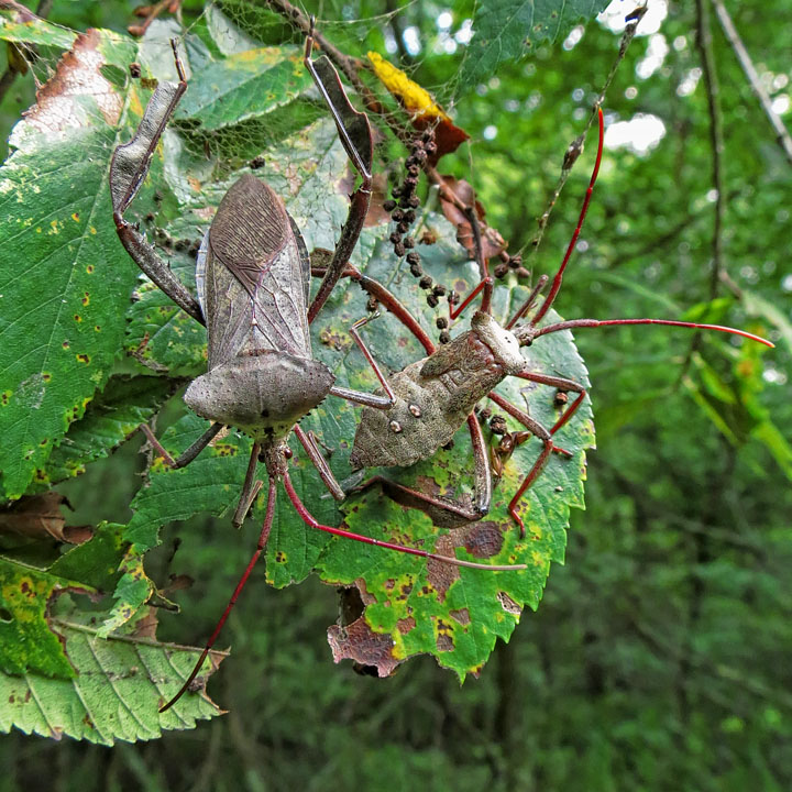 Leaf_footed_bugs