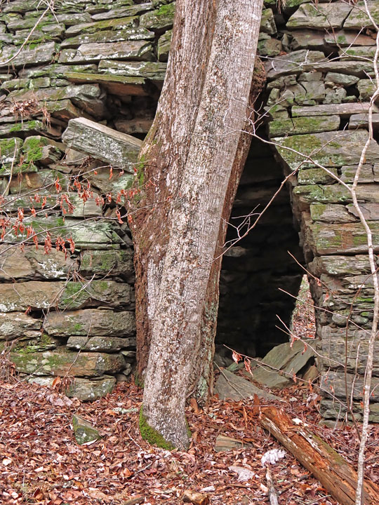 South_arch_tree