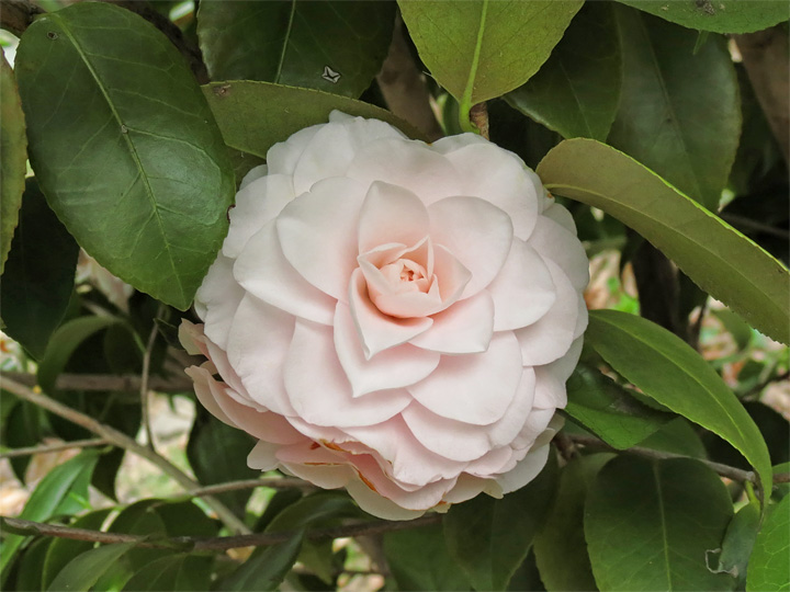 Camellia