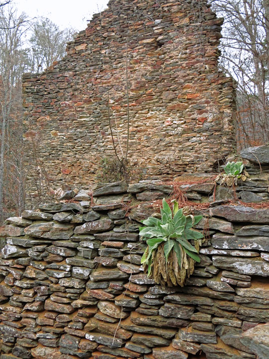 Wall_Plants