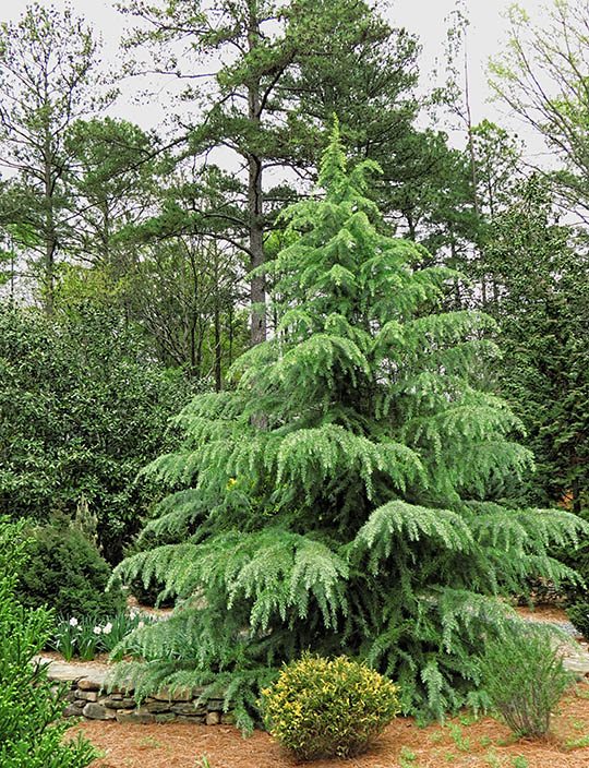 Conifers